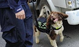 云南搜尸犬爆料视频最新,揭秘生死救援现场惊心动魄瞬间