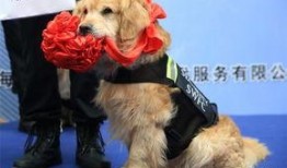 云南搜尸犬爆料视频最新,揭秘生死救援现场惊心动魄瞬间